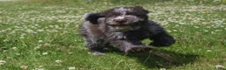 Lagotto Romagnolo dogs for sale: Kc lagotto romagnolo puppies - Advert 2