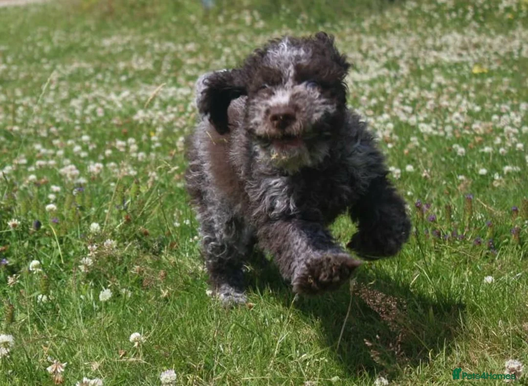 Lagotto Romagnolo dogs for sale: Kc lagotto romagnolo puppies - Advert 2