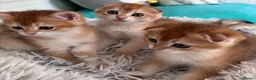 Scottish Fold cats for sale: 🐾BEAUTIFUL SCOTTISH FOLD KITTEN 🐱  - Advert 9