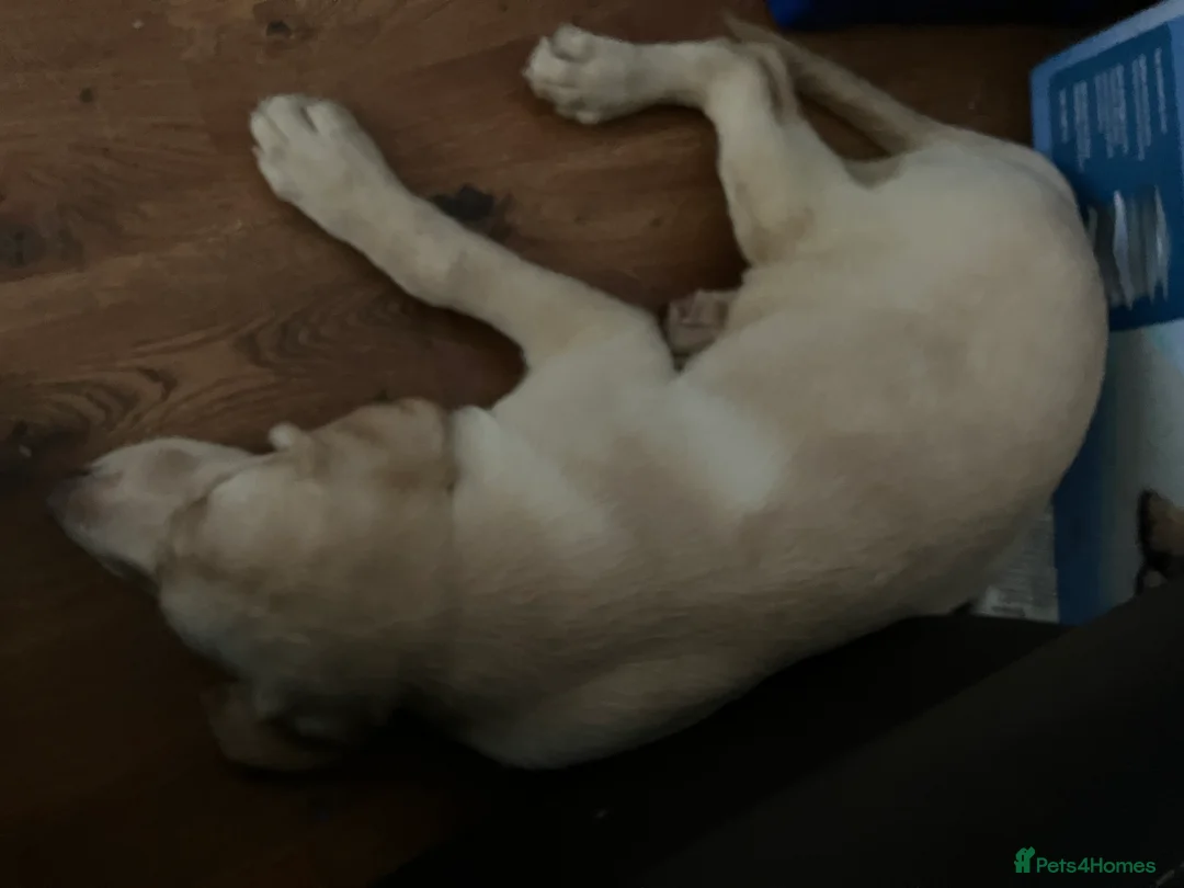 Labrador Retriever dogs for sale: Gorgeous Labrador puppies for sale. - Advert 18