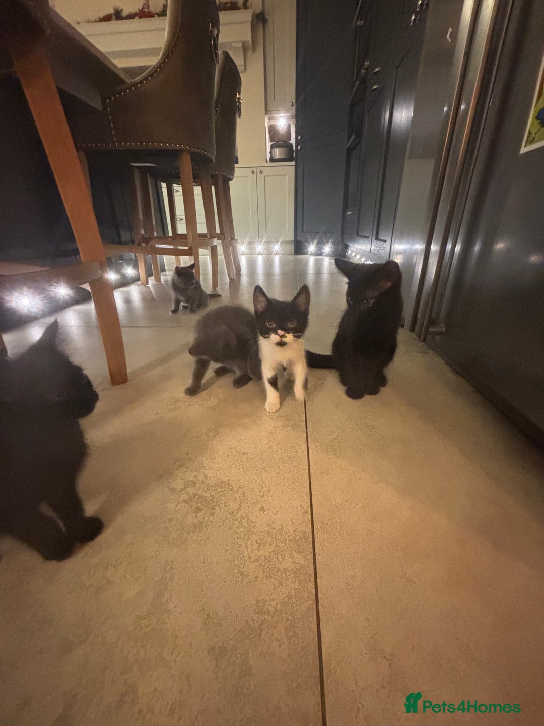 Mixed Breed cats for sale: READY!  - Image 5