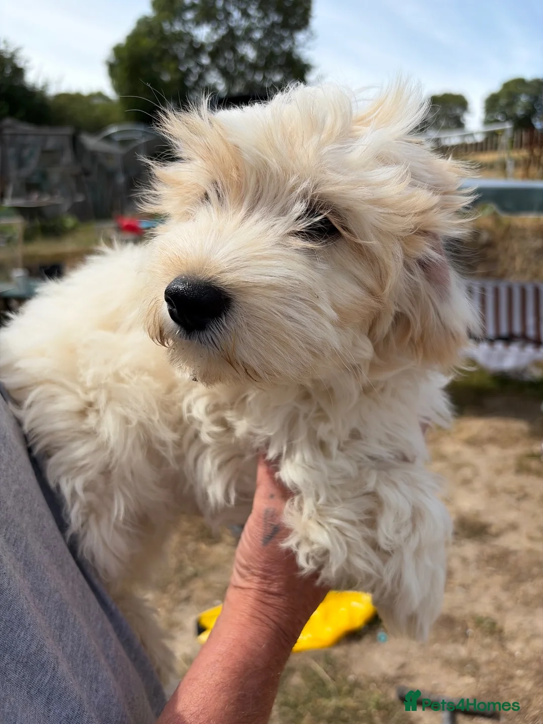 Mixed Breed dogs for sale: Cockachon /cockerchon pups  - Advert 21