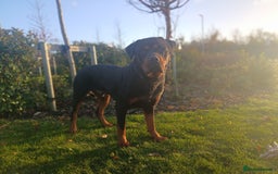 Rottweiler dogs for sale: 🔥 “Simba the Great — Now Available!” - Advert 5