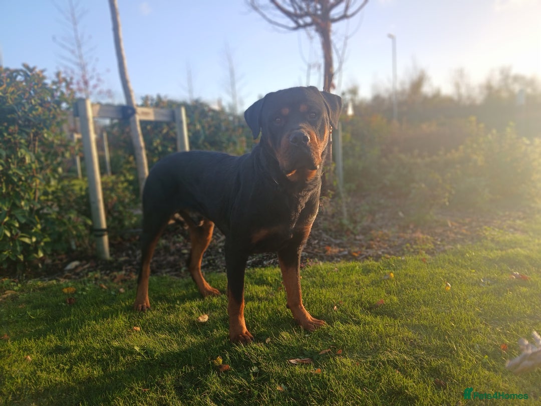 Rottweiler dogs for sale: 🔥 “Simba the Great — Now Available!” - Advert 5