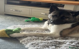 Akita dogs for sale: Male Akita  - Image 2