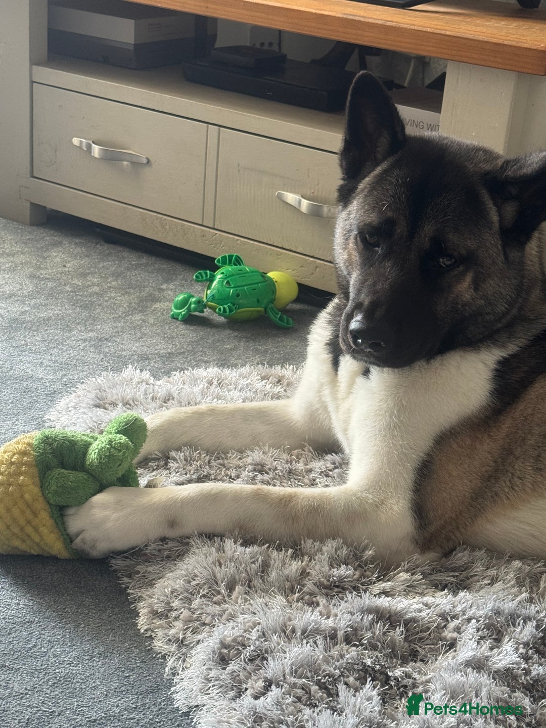 Akita dogs for sale: Male Akita  - Image 2