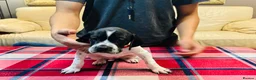 Pointer dogs for sale: Pedigree Pointer Pups - Advert 8