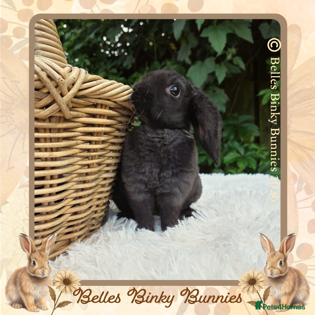Mini Lop rabbits 🌼 Rare Purebred Plush Baby Boy 🌼 Ready Next Sun  - Advert 2