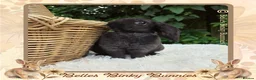 Mini Lop rabbits for sale: 🌼 Rare Purebred Plush Baby Boy 🌼 Ready Next Sun  - Advert 2