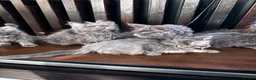 Maine Coon cats for sale: Maine Coon Kittens XXL – Blue. Beautiful - Advert 16