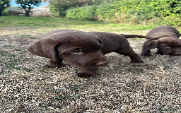 Labrador Retriever dogs for sale: Labrador Puppies  - Image 19