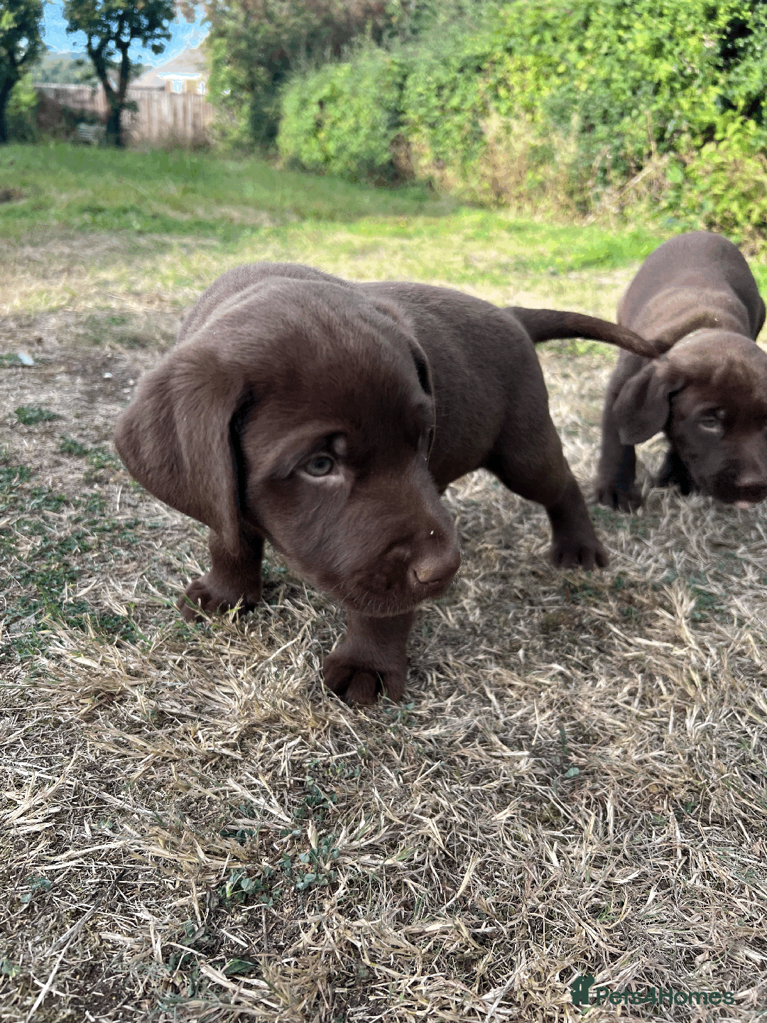 Labrador Retriever dogs for sale: Labrador Puppies  - Image 19