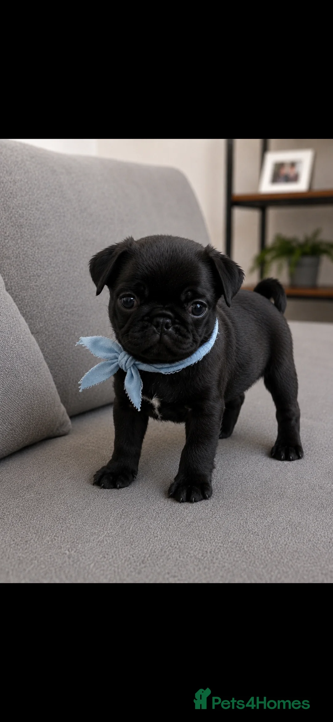 Pug dogs for sale: READY TO GO - WHITE x 3 BLACK x 1 PUG PUPPIES - Advert 37