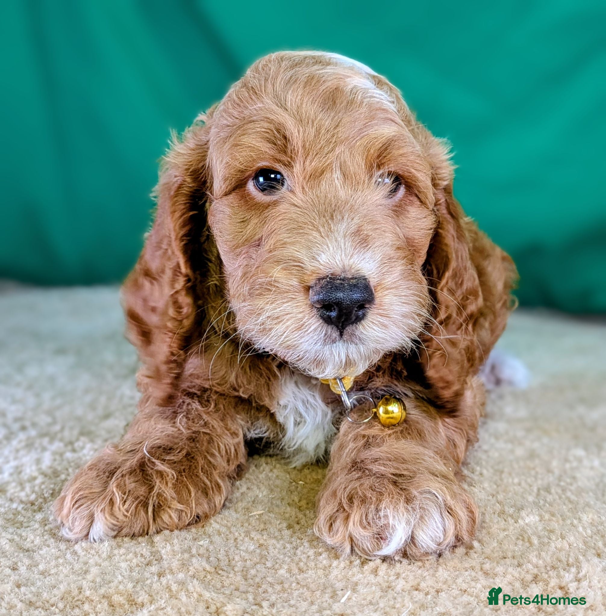Cockapoo dogs Beautiful F1Cockapoo Puppies For Sale 🐶 - Advert 1