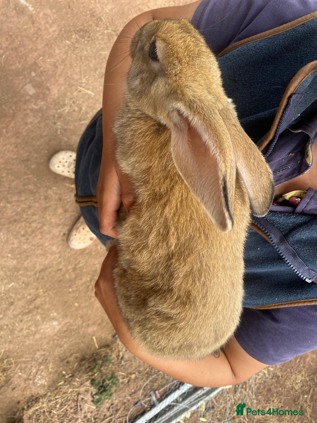Continental Giant rabbits for sale: Continental giant - Image 5