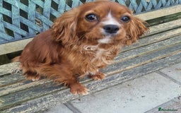 Cavalier King Charles Spaniel dogs for sale: Gorgeous Cavalier Adult Ruby Girl  - Advert 4