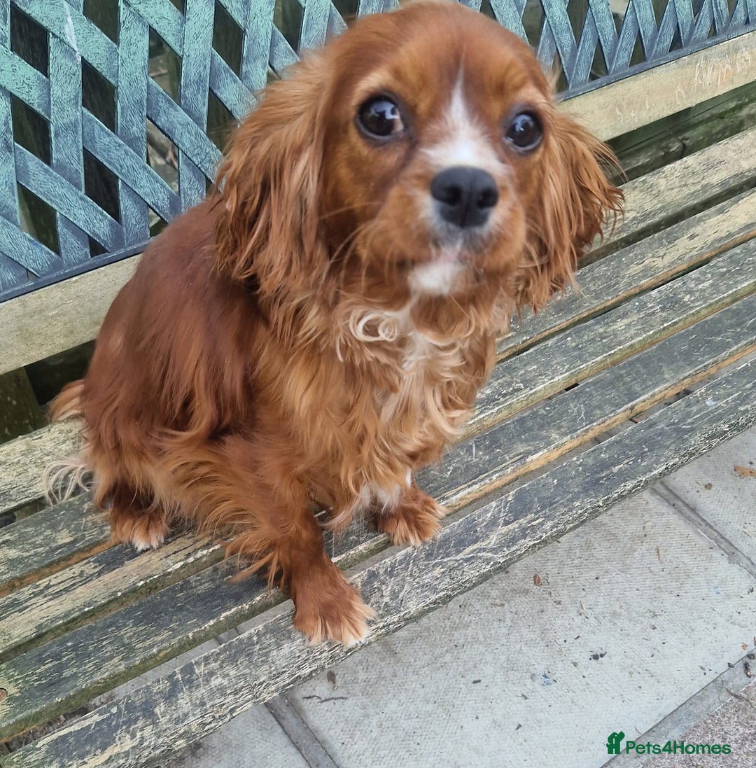 Cavalier King Charles Spaniel dogs for sale: Gorgeous Cavalier Adult Ruby Girl  - Advert 4