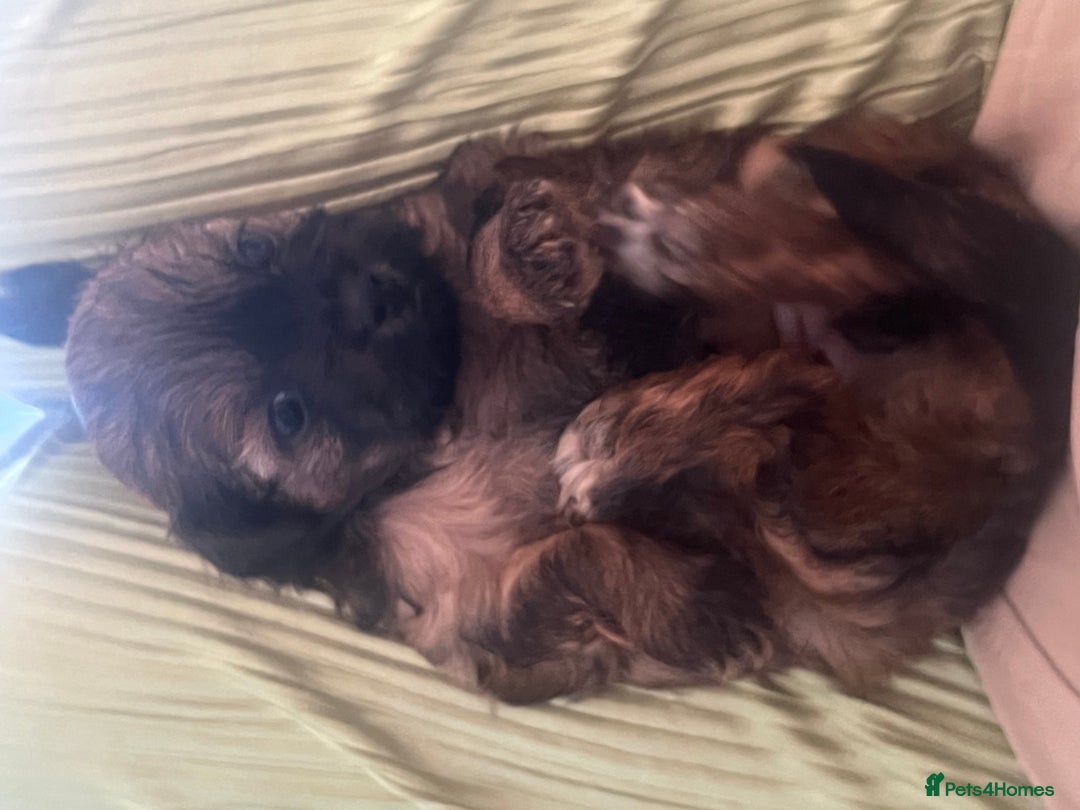 Shihpoo dogs for sale: Imperial toy Shihpoos  - Image 16