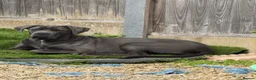 Cane Corso dogs for sale: Cane corso in Dudley - Advert 2