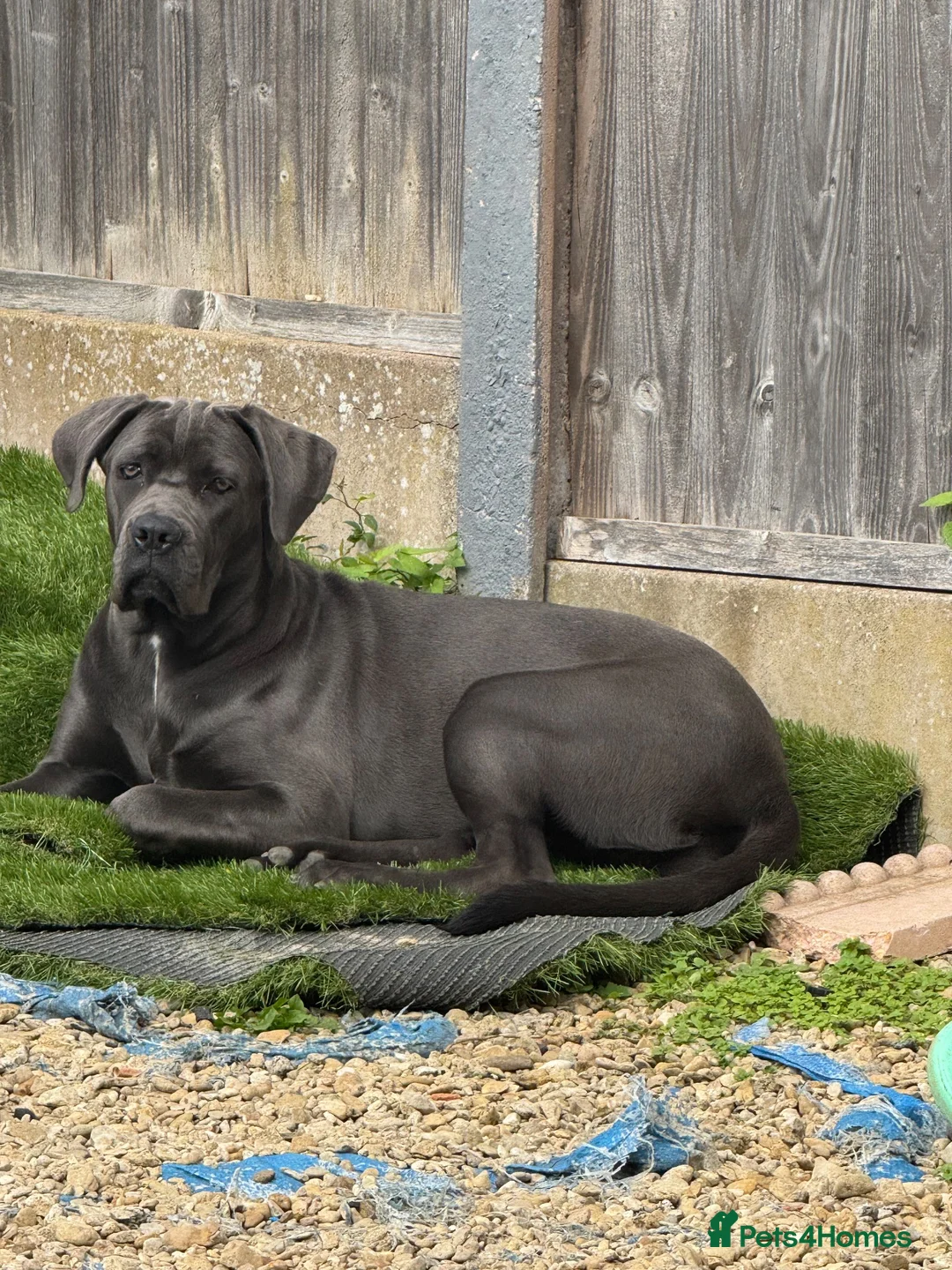 Cane Corso dogs for sale: Cane corso in Dudley - Advert 2