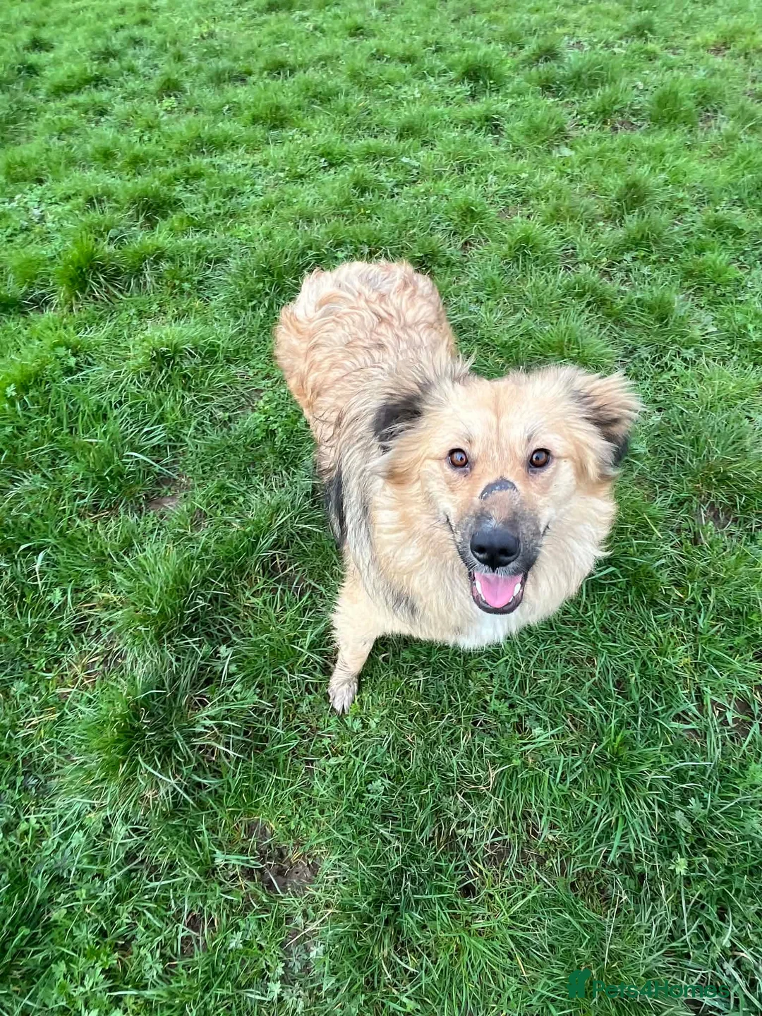 Mixed Breed dogs for adoption: MISS MISHA - Advert 2