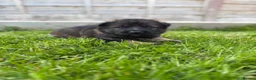 German Shepherd dogs for sale: 🐾 Working line German Shepherd puppies 🐾  - Advert 19