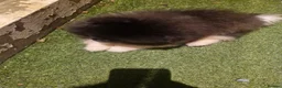 Pomeranian dogs for sale: Pomeranian puppy!! Snickers  - Advert 3