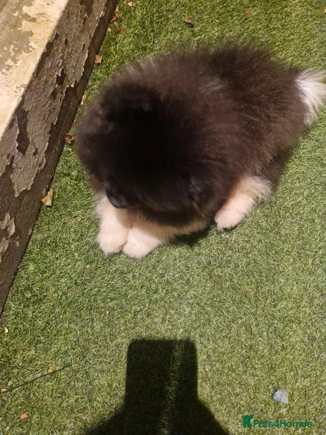 Pomeranian dogs for sale: Pomeranian puppy!! Snickers  - Advert 3