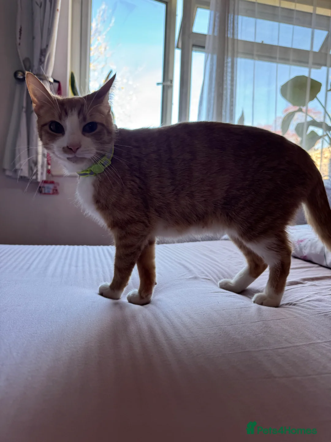 Mixed Breed cats for sale: Gorgeous kittens - Advert 2