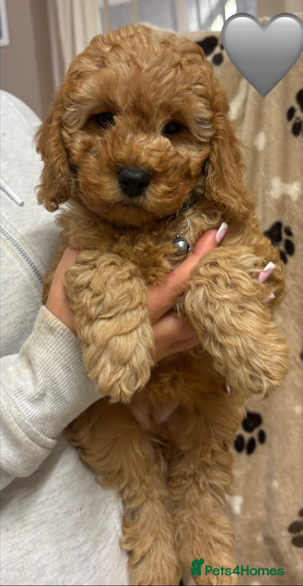 Cockapoo dogs for sale: Ready Now Fully Vaccinated Miniature F1B Cockapoo  - Advert 2