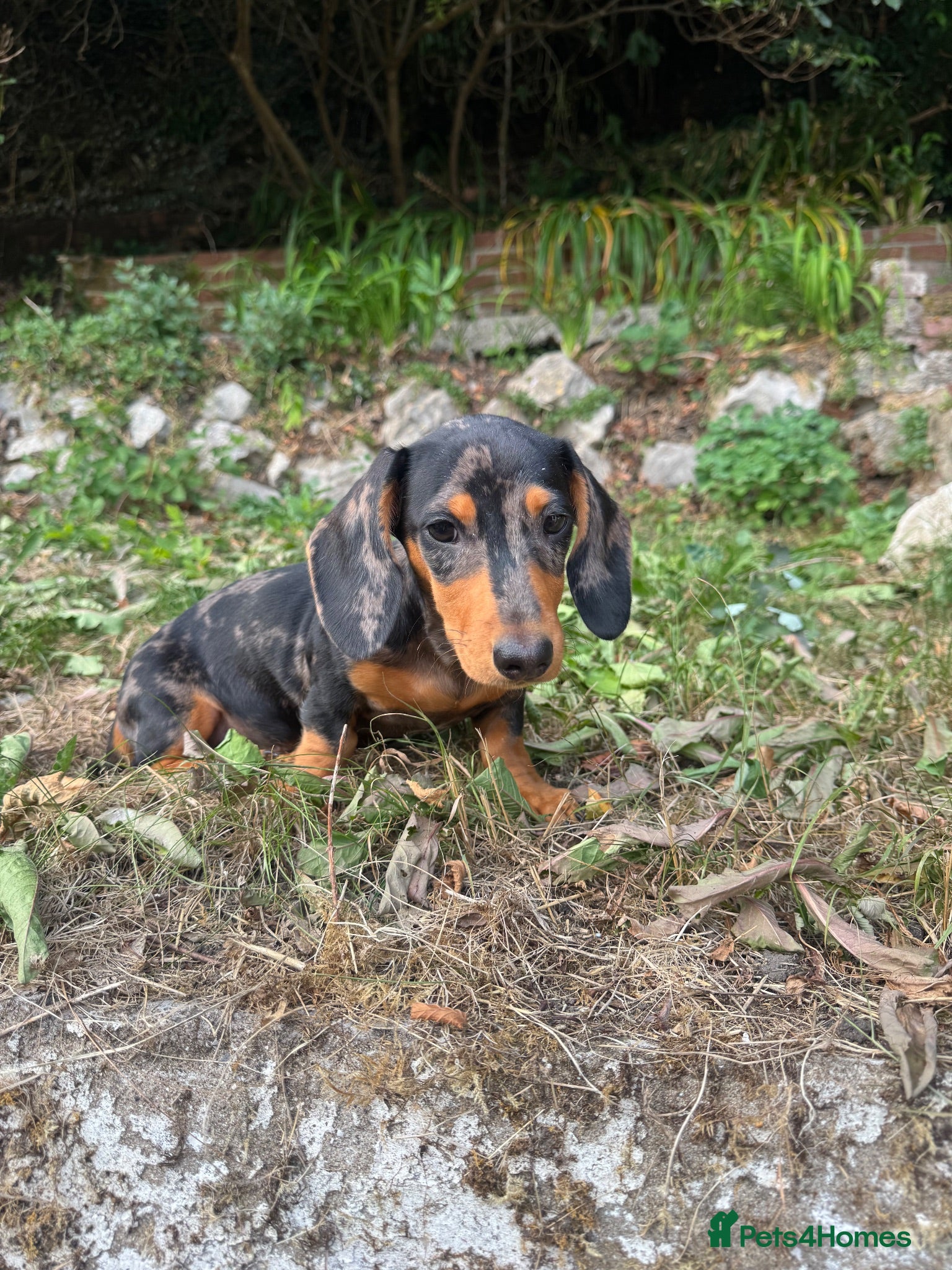 Miniature Dachshund dogs Silver dapple and tan miniature dachshund  - Advert 2