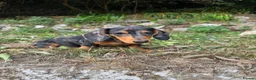 Miniature Dachshund dogs for sale: Silver dapple and tan miniature dachshund  in Port Talbot - Advert 1
