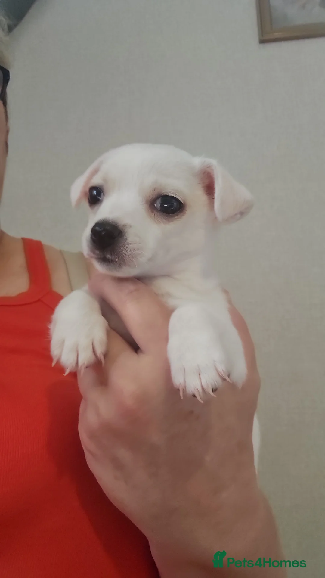 Mixed Breed dogs for sale: Chihuahua x jack - Advert 1
