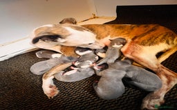 Whippet dogs for sale: Lovely petite Whippets - Image 2