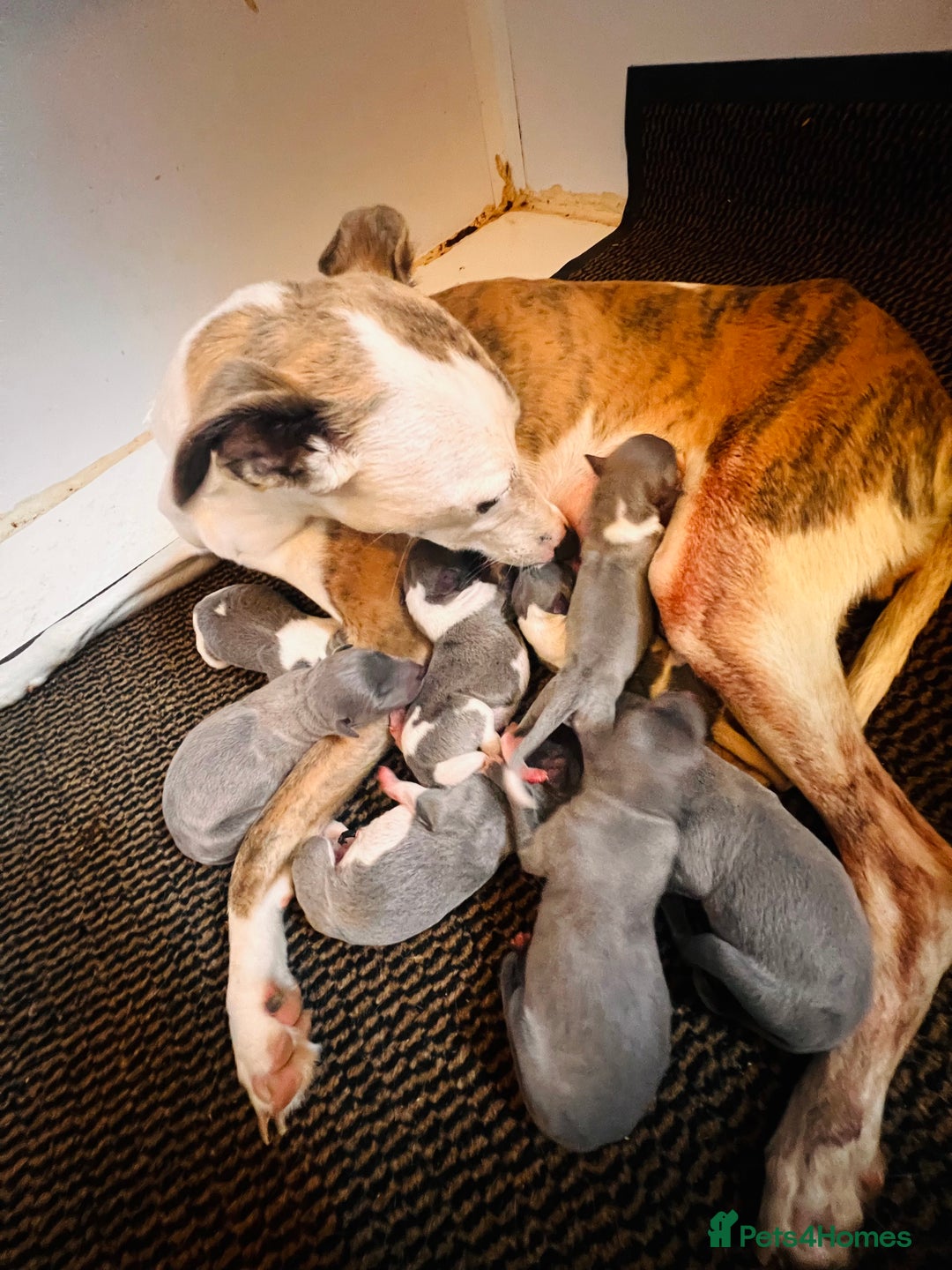 Whippet dogs for sale: Lovely petite Whippets - Image 2