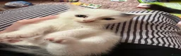 Mixed Breed cats for sale: 4 mainecoon x BSH kittens.  - Advert 4