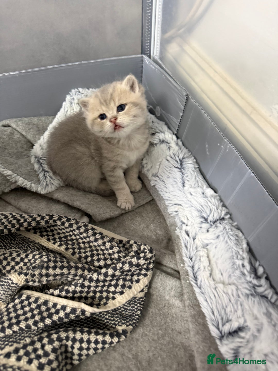 British Shorthair cats for sale: British shorthair silver tipped - Advert 3