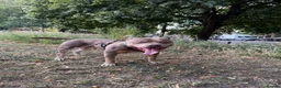 American Bully dogs for sale: Rehome Pablo  - Advert 2