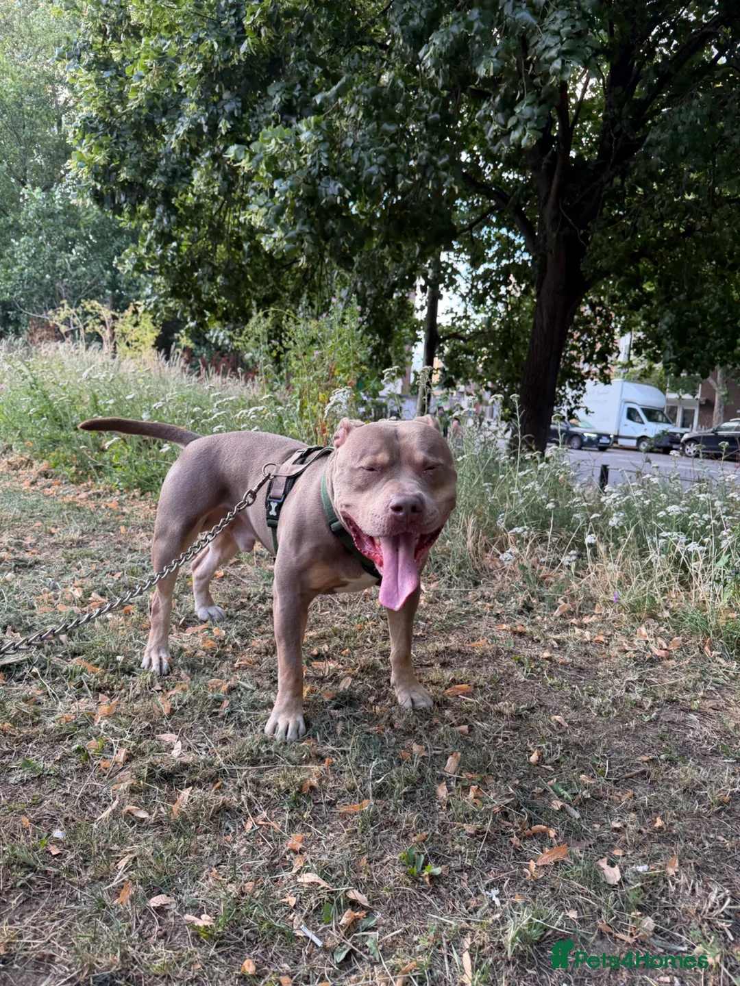 American Bully dogs for sale: Rehome Pablo  - Advert 2