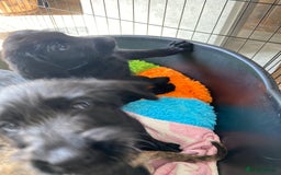 Labradoodle dogs for sale: F1 labradoodles  - Image 23