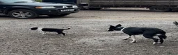 Border Collie dogs for sale: Last boy left!! Gorgeous fluffy collie  - Advert 3
