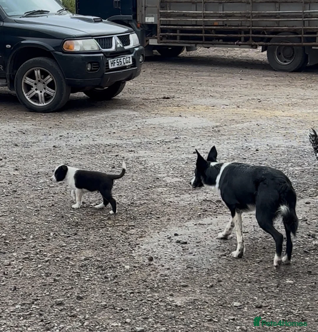 Border Collie dogs for sale: Last boy left!! Gorgeous fluffy collie  - Advert 3