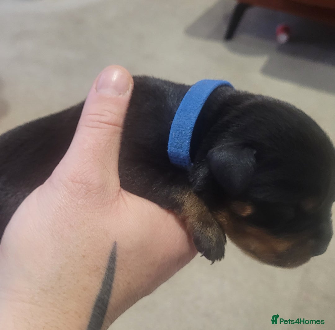 Rottweiler dogs for sale: Giant rottweiler pups,bred 4 size/health/temprment - Advert 20