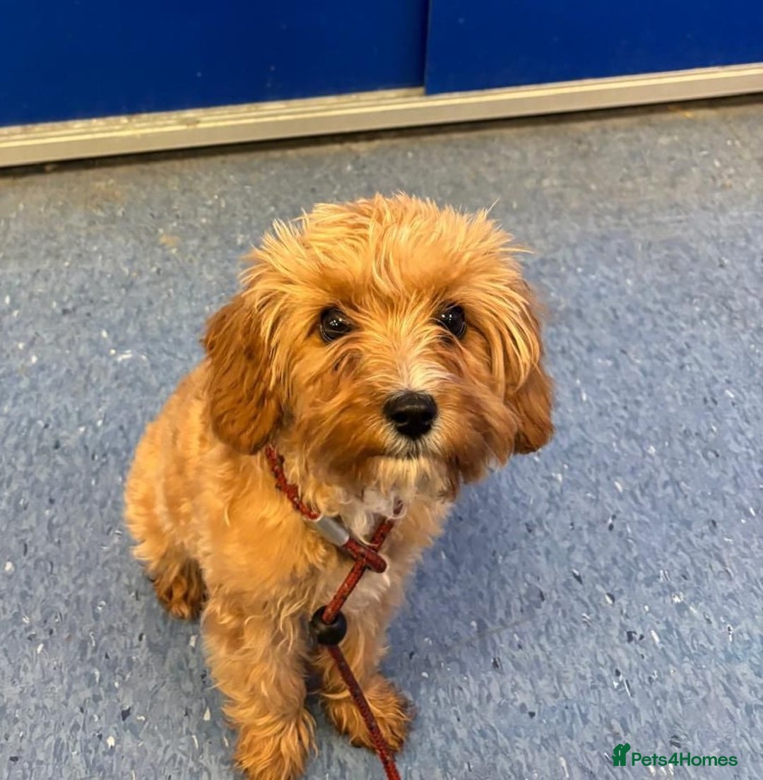 Cavapoo dogs for sale: Cavapoo for sale  - Advert 1