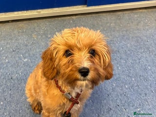 Cavapoo dogs Cavapoo for sale - Advert 5