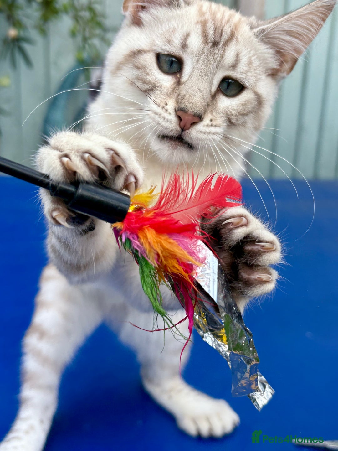 Keetso cats for sale: Stunning polydactyl snow leopard girl  - Image 10