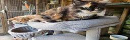 Maine Coon cats for sale: Maine Coon babies  - Advert 7