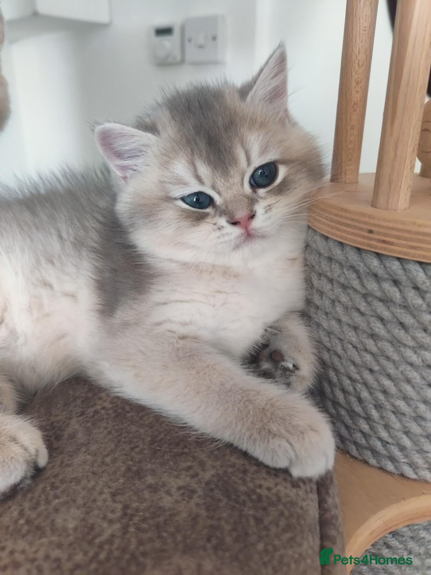 British Shorthair cats British golden chinchilla male  - Advert 11