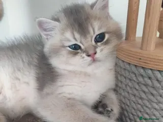 British Shorthair cats TICA reg British golden chinchilla male - Advert 5