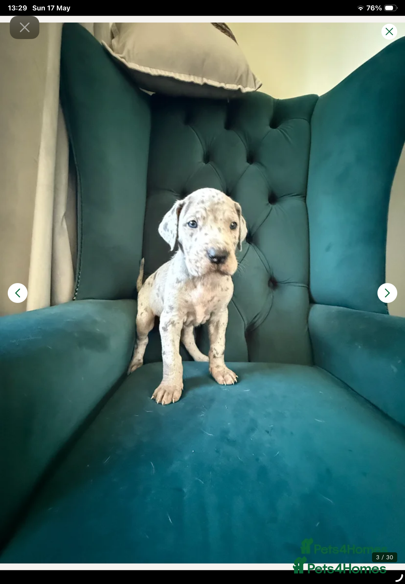 Great Dane dogs Beautiful Great Dane pups ready in 3weeks - Advert 7